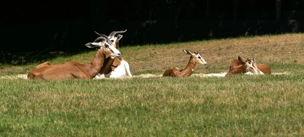 Dama Gazelle Uma Espécie Gastrópode Família Gazelaceae Vive África Deserto — Fotografia de Stock