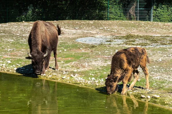 アメリカン バッファロー American Bison 単にBison かつて広大な群れで北アメリカを歩き回っていた北アメリカの種である — ストック写真