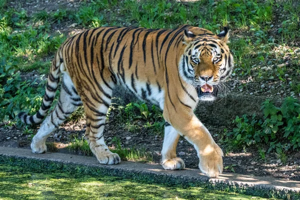 Сибирский Тигр Panthera Altaica Самая Большая Кошка Мире — стоковое фото