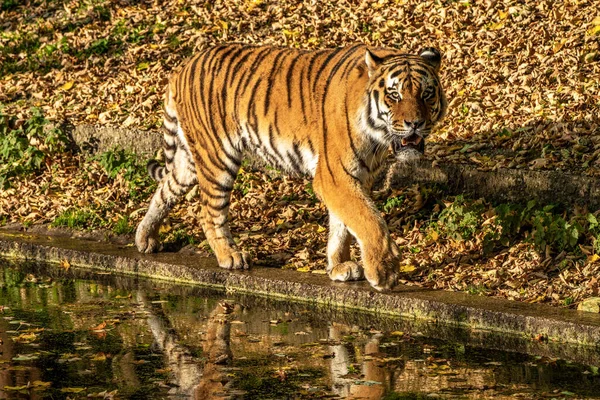 시베리아 호랑이 Panthera Tigris Altaica 세계에서 고양이 동물이다 — 스톡 사진