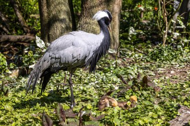 Demokiselle Crane 'in ailesi, Anthropoides Başak' ı gün boyunca açık yeşil bir çayırda yaşıyor. Orta Avrupa 'da bulunan bir turna türüdür.