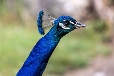 Hint Peafowl veya mavi Peafowl, Büyük ve parlak renkli bir kuş türüdür, Güney Asya 'ya özgü, fakat dünyanın diğer bölgelerinde de tanıtılan bir türdür..