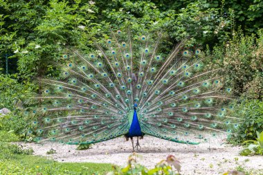 Hint Peafowl veya mavi Peafowl, Büyük ve parlak renkli bir kuş türüdür, Güney Asya 'ya özgü, fakat dünyanın diğer bölgelerinde de tanıtılan bir türdür..