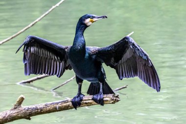 Kuzey yarımküre boyunca büyük siyah karabatak olarak bilinen büyük karabatak, Avustralya 'daki siyah karabatak ve Yeni Zelanda' nın daha güneyindeki siyah karabatak