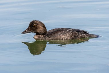 Avrasya yaban ördeği (