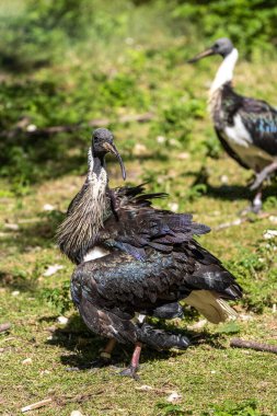 Saman boyunlu Ibis, Threskiornis spinicollis, Threskiornithidae familyasından bir kuş türü..