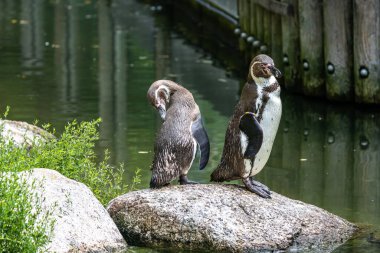 Humboldt Pengueni (