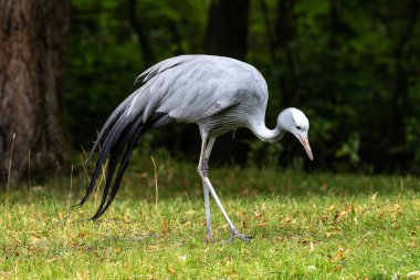 Grus paradisea, Güney Afrika 'ya özgü nesli tükenmekte olan bir kuş türü. Güney Afrika 'nın ulusal kuşudur.
