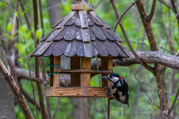 Great Spotted Woodpecker Dendrocopos Major Zit Tak Van Boom Ergens — Stockfoto