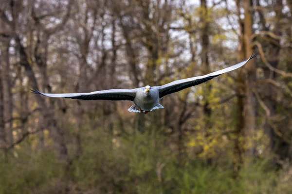 Den Barhövdade Gåsen Flyger Över Sjö München Anser Indicus Raser — Stockfoto