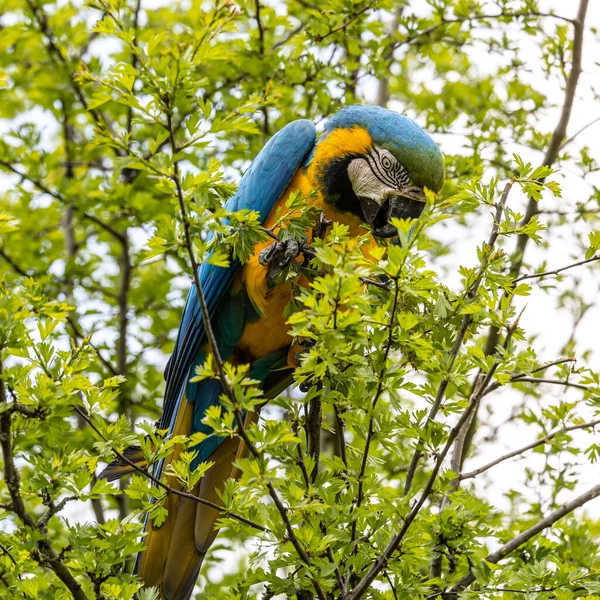 노란색의 마카우 Blue Yellow Macaw 황금색의 마카우 Ara Ararauna 대부분 — 스톡 사진