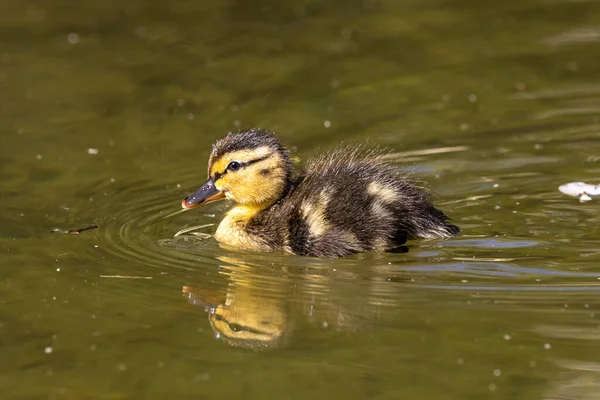 Canard Sauvage Colvert Anas Platyrhynchos Famille Avec Les Jeunes Yougoslaves — Photo