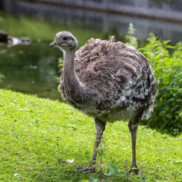 Rhea Darwin Rhea Pennata Também Conhecido Como Menor Rhea Grande — Fotografia de Stock