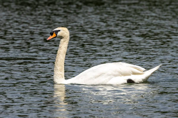 Dilsiz Kuğu Dilsiz Kuğu Anatidae Familyasından Bir Kuğu Türüdür Burada — Stok fotoğraf