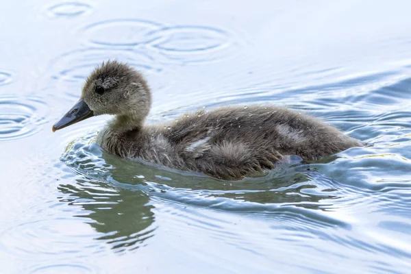 유라시아의 Eurasian Coot Fulica Atra 오스트레일리아의 Australian Coot Rallidae 아시아 — 스톡 사진