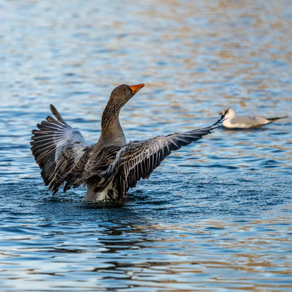 Anser Anser Anatidae Familyasından Anatidae Familyasından Bir Kaz Türü — Stok fotoğraf