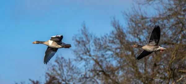 Grylag Husa Anser Anser Druh Velké Husy Čeledi Vodních Ptáků — Stock fotografie