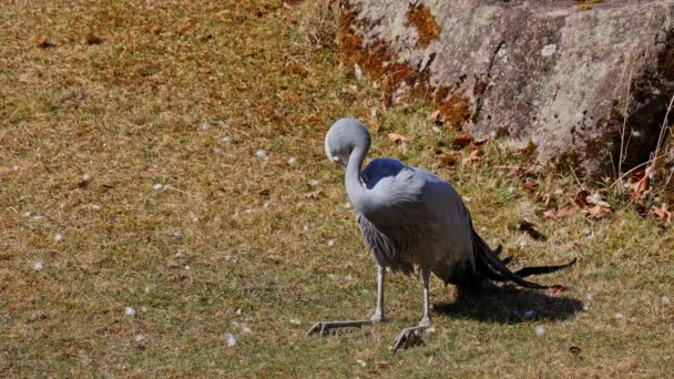 Gru Blu Grus Paradisea Una Specie Uccello Estinzione Endemica Dell — Video Stock