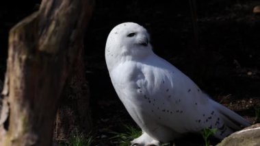 Karlı baykuş, Bubo skandiacus, Strigidae ailesinin kuşu. Sarı gözlü.