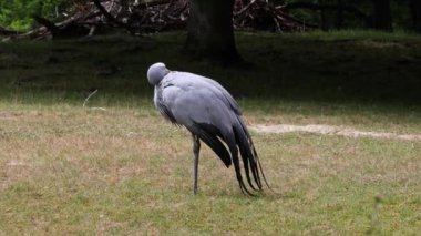 Grus paradisea, Güney Afrika 'ya özgü nesli tükenmekte olan bir kuş türü. Güney Afrika 'nın ulusal kuşudur.