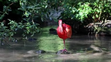 Kızıl aynak, Eudocimus ruber, Threskiornithidae familyasından bir kuş, kabuklu deniz ürünlerinin kırmızımsı renklerine hayran kalmıştır.