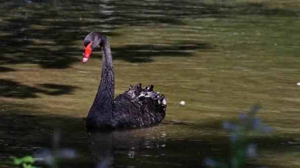 Black Swan Cygnus Atratus Великий Водяний Птах Вид Лебедів Який — стокове відео
