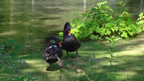 Černá Labuť Cygnus Atratus Velký Vodní Pták Druh Labutě Který — Stock video