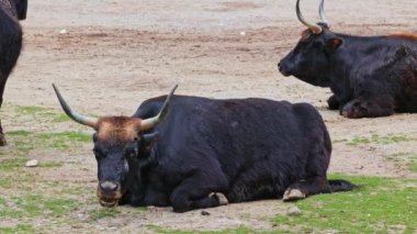 Bos Primigenius Taurus, soyu tükenmiş yaban öküzlerine benzediğini iddia etti. Evcil dağlık sığırlar