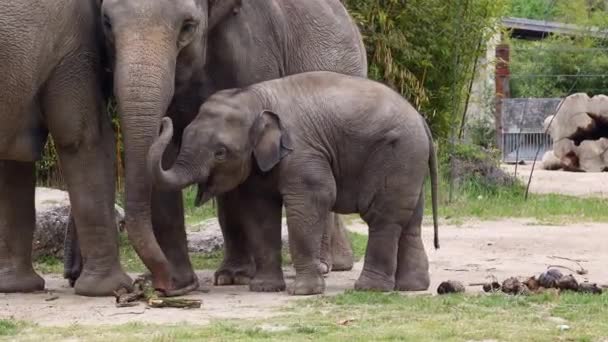 Asijský Nebo Asijský Slon Elephas Maximus Jediný Žijící Druh Rodu — Stock video