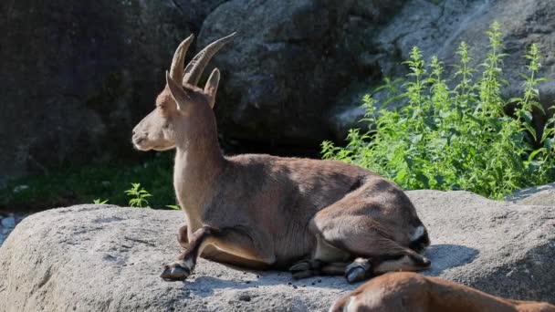 Mężczyzna Góra Ibex Lub Capra Ibex Siedzi Skale Niemiecki Park — Wideo stockowe