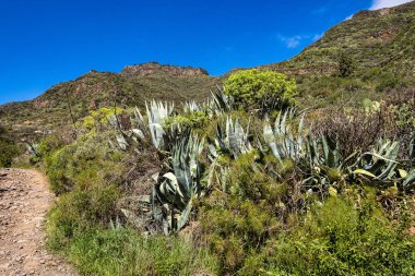 Barranco de Guayadeque 'den Caldera de los Marteles' e yürüyüş, altında kuru tarlalar bulunan volkanik bir alan, Gran Canaria, Kanarya Adası, İspanya, Avrupa