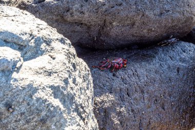 Mağripli kırmızı bacaklı yengeç, İspanya 'nın Gran Canaria kentindeki San Nicolas Köyü' nün Puerto de la Aldea 'sında Grapsus adscensionis. Kanarya Adaları 'nda yaygın bir kabuklu deniz hayvanı,