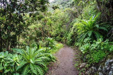 Los tilos de Moya, Gran Canaria 'nın son Laurisilva ormanı. Doramas, İspanya 'nın kırsal parkında yer almaktadır.