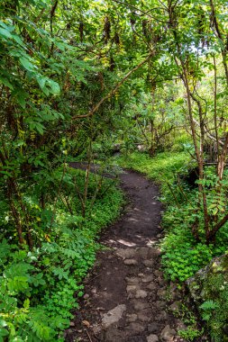 Los tilos de Moya, Gran Canaria 'nın son Laurisilva ormanı. Doramas, İspanya 'nın kırsal parkında yer almaktadır.