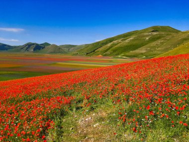 Castelluccio di Norcia 'da gelincikler ve çiçek açan mercimek, ulusal park sibillini dağları, İtalya, Avrupa