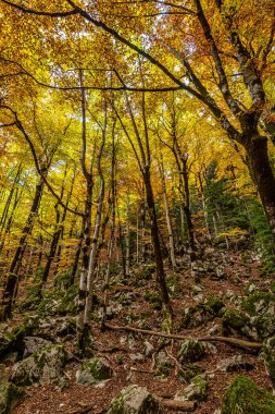 Ordesa 'da renkli kayın ağaçları ve İspanya' da Monte Perdido Ulusal Parkı, Pireneler, Aragon.