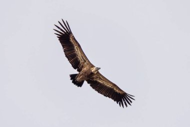 Griffon akbabası, Gyps Fulvus Monfrague Ulusal Parkı 'nda Salto del Gitano' da uçuyor. Caceres, Extremadura, İspanya.