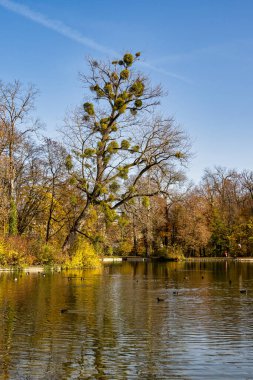 Münih 'in ünlü dinlenme yeri Englischer Garten' da altın sonbahar manzarası. Düşmüş yaprakları ve altın güneş ışığı olan İngiliz bahçesi. Munchen, Bavyera, Almanya