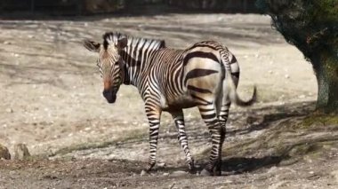 Hartmann dağ zebrası Equus zebra hartmannae, Angola 'nın güneybatısında ve Namibya' nın batısında bulunan bir dağ zebrası alt türüdür..