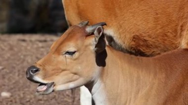 Banteng, Bos javanicus veya Red Bull. Vahşi bir sığır türüdür ama sığır ve bizondan farklı kilit özellikler vardır: hem erkek hem de dişilerde beyaz bir şerit..