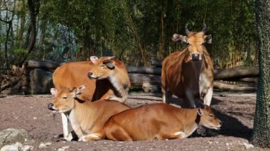 Banteng, Bos javanicus veya Red Bull. Vahşi bir sığır türüdür ama sığır ve bizondan farklı kilit özellikler vardır: hem erkek hem de dişilerde beyaz bir şerit..
