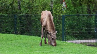 Geyik ya da geyik, Alces Alces geyik familyasındaki en büyük türdür. Geyikler, erkeklerin geniş, düz ya da palmat boynuzlarıyla ayırt edilir..
