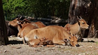 Banteng, Bos javanicus veya Red Bull. Vahşi bir sığır türüdür ama sığır ve bizondan farklı kilit özellikler vardır: hem erkek hem de dişilerde beyaz bir şerit..