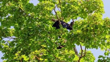 Siyah kafalı örümcek maymun, Ateles fusciceps bir örümcek maymun türüdür, yeni dünya maymun türü, orta ve Güney Amerika 'dan.