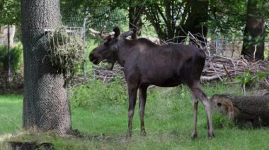 Geyik ya da geyik, Alces Alces geyik familyasındaki en büyük türdür. Geyikler, erkeklerin geniş, düz ya da palmat boynuzlarıyla ayırt edilir..