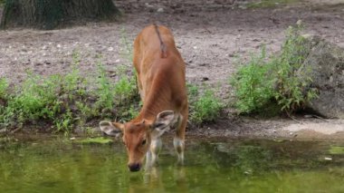 Banteng, Bos javanicus veya Red Bull. Vahşi bir sığır türüdür ama sığır ve bizondan farklı kilit özellikler vardır: hem erkek hem de dişilerde beyaz bir şerit..
