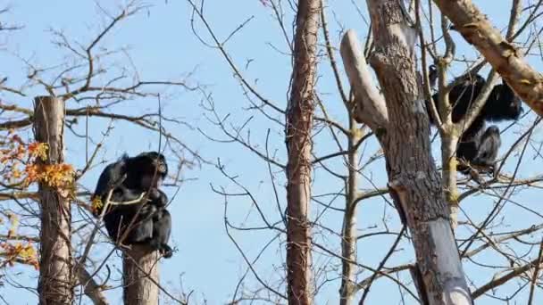 Ateles Fusciceps Uma Espécie Macaco Aranha Tipo Macaco Novo Mundo — Vídeo de Stock