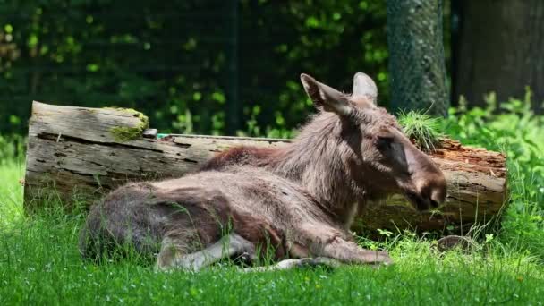 Alce Alce Alces Alces Più Grande Specie Esistente Nella Famiglia — Video Stock