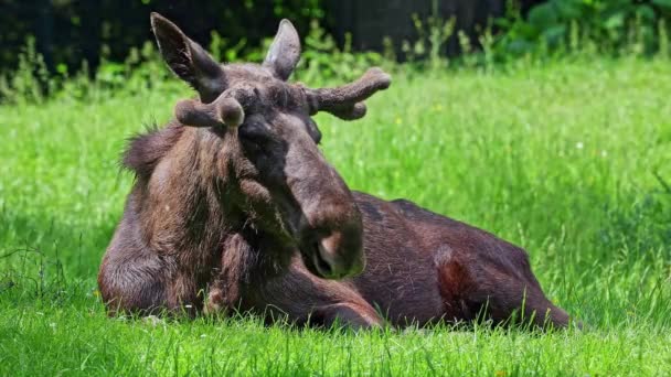 Alces Alces Een Geslacht Van Herten Uit Familie Van Elanden — Stockvideo