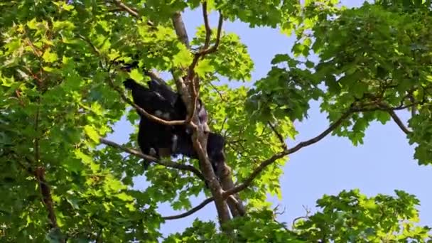 원숭이 아텔스 Fusciceps는 원숭이의 중남미에서 새로운 원숭이의 종류입니다 — 비디오